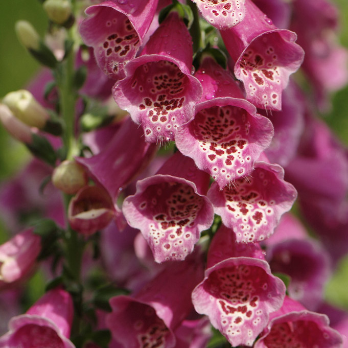 Szkółka Bylin Dobrepole Digitalis purpurea "Virtuoso Red