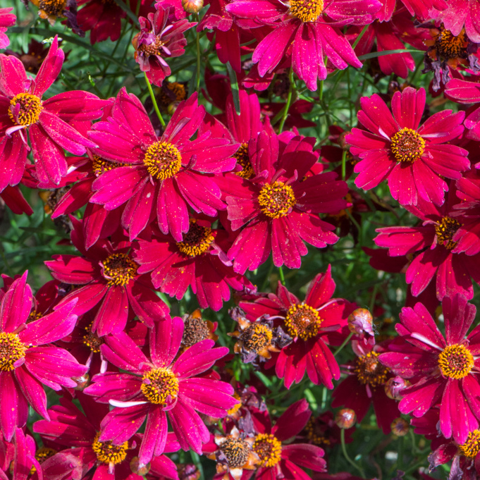 Szkółka Bylin Dobrepole Coreopsis "Sunstar Rose" nachyłek