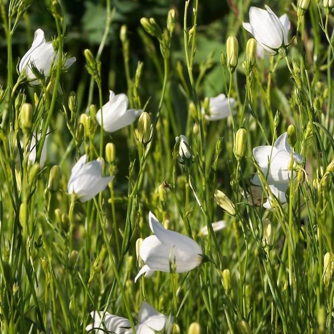 Szkółka Bylin Dobrepole Campanula rotundifolia dzwonek okrągłolistny