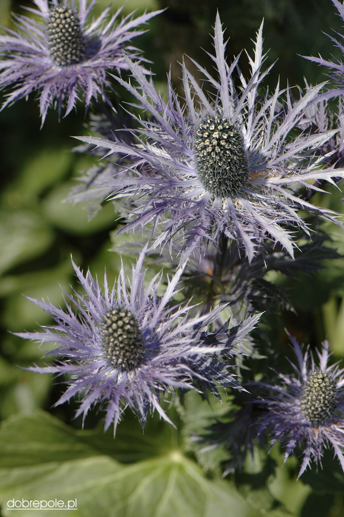 Szkółka Bylin Dobrepole Eryngium alpinum "Blue Star" mikołajek alpejski