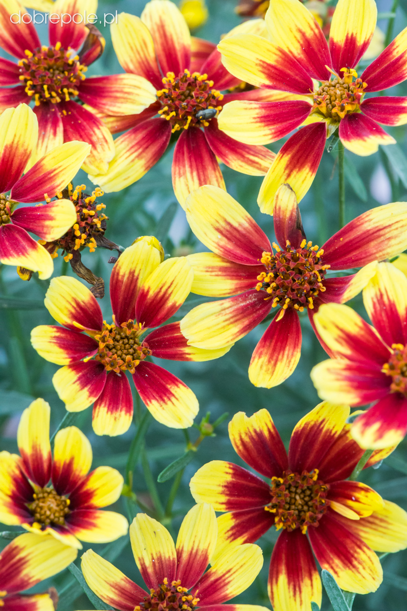 Szkółka Bylin Dobrepole - Coreopsis "Honeybunch Red and ...
