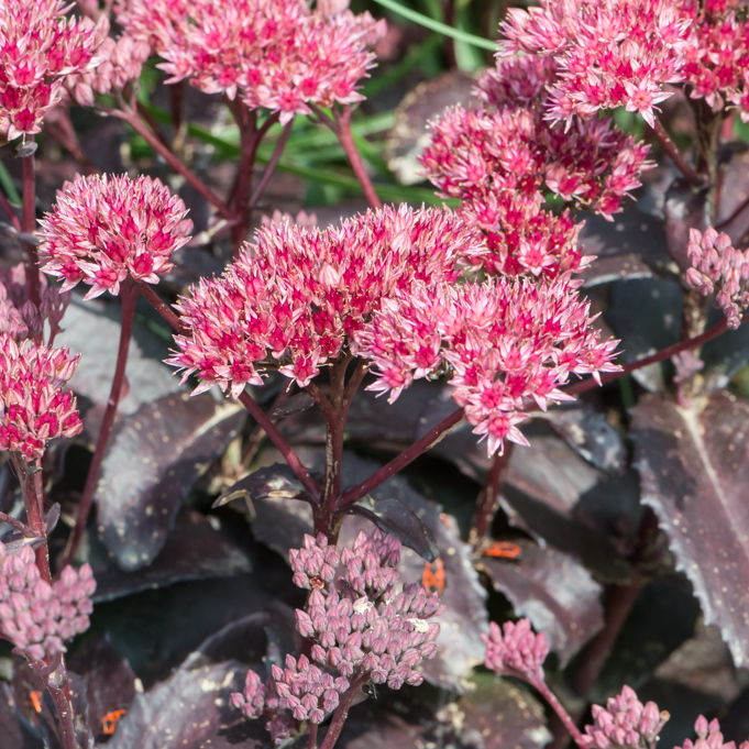 Szkółka Bylin Dobrepole Sedum telephium "Cherry Truffle" rozchodnik