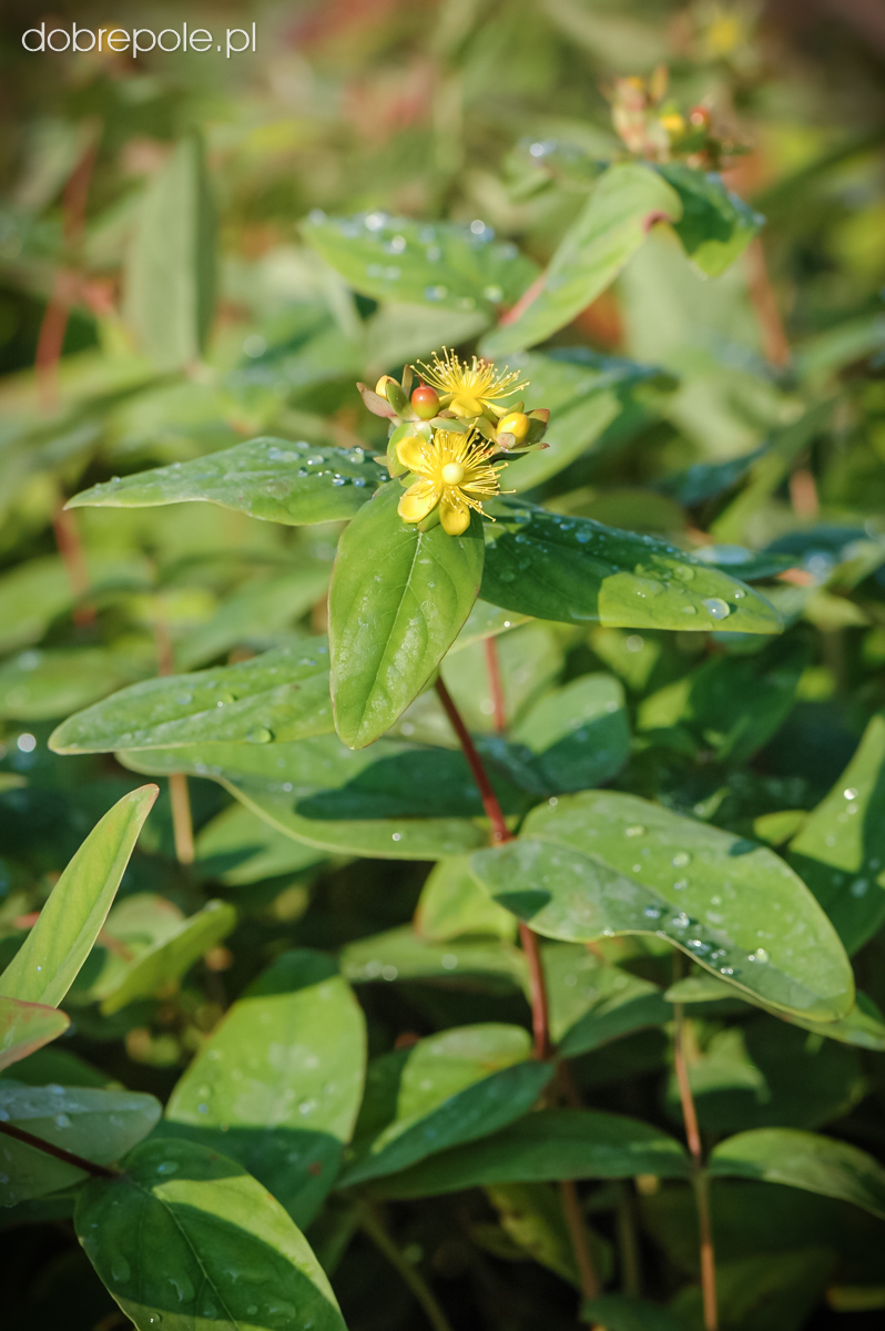 Szkółka Bylin Dobrepole - Hypericum androsaemum - dziurawiec barwierski