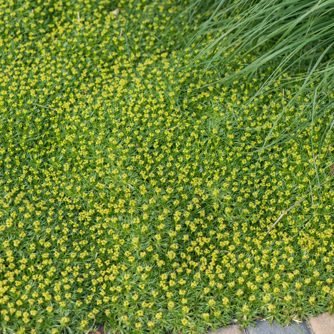 Szkółka Bylin Dobrepole Azorella trifurcata azorella trójwidlasta