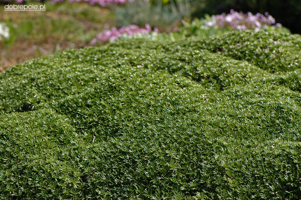 Szkółka Bylin Dobrepole Azorella trifurcata azorella trójwidlasta
