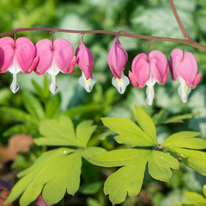 Szkółka Bylin Dobrepole Dicentra "King of Hearts" serduszka