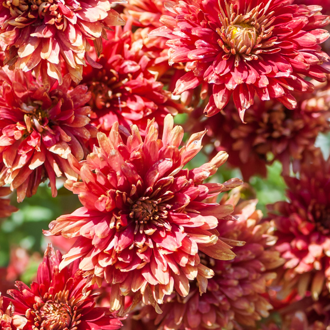 Szkółka Bylin Dobrepole Chrysanthemum rubellum "Duchess of Edinburgh