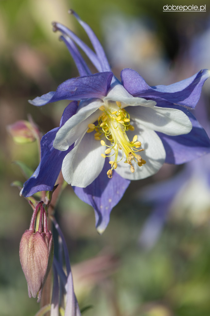 Szkółka Bylin Dobrepole Aquilegia caerulea "Heavenly Blue" orlik