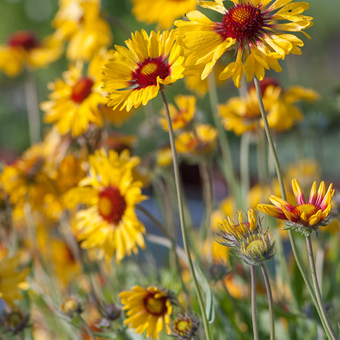 Szkółka Bylin Dobrepole Gaillardia aristata "Amber Wheels