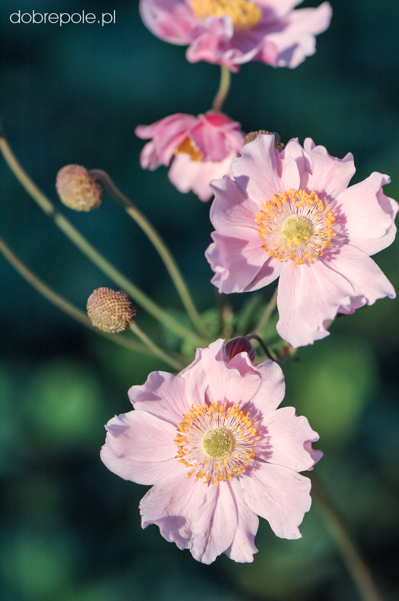 Szkółka Bylin Dobrepole - Anemone tomentosa &ldquo;September Glanz&rdquo; - zawilec