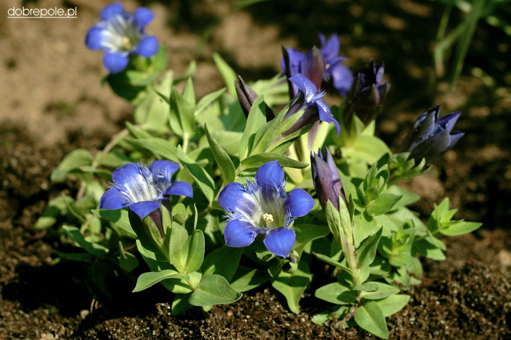 Szkółka Bylin Dobrepole Gentiana septemfida var. lagodechiana 
