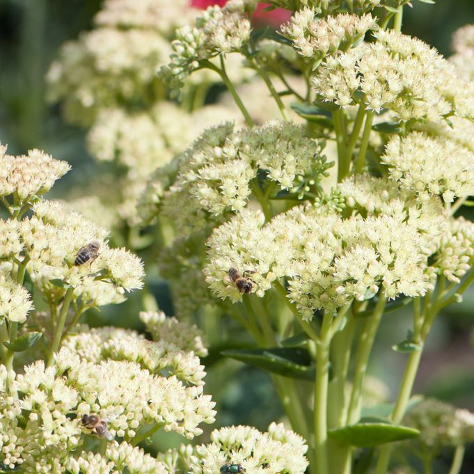 Szkółka Bylin Dobrepole - Sedum telephium &ldquo;Seduction Green-Pink