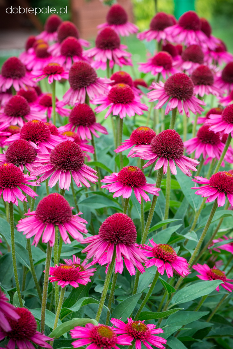 Szkółka Bylin Dobrepole Echinacea "Delicious Candy" jeżówka