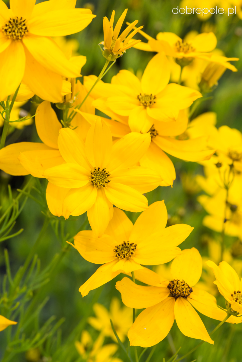 Szkółka Bylin Dobrepole - Coreopsis verticillata "Grandiflora ...