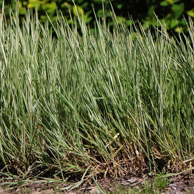 Szkółka Bylin Dobrepole Hierochloe odorata trawa żubrowa