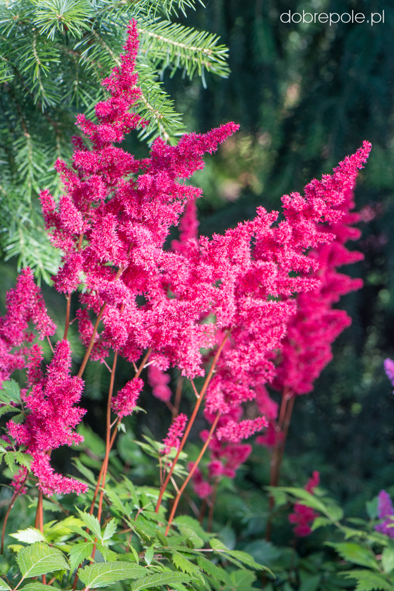 Szkółka Bylin Dobrepole Astilbe japonica "Montgomery" tawułka japońska