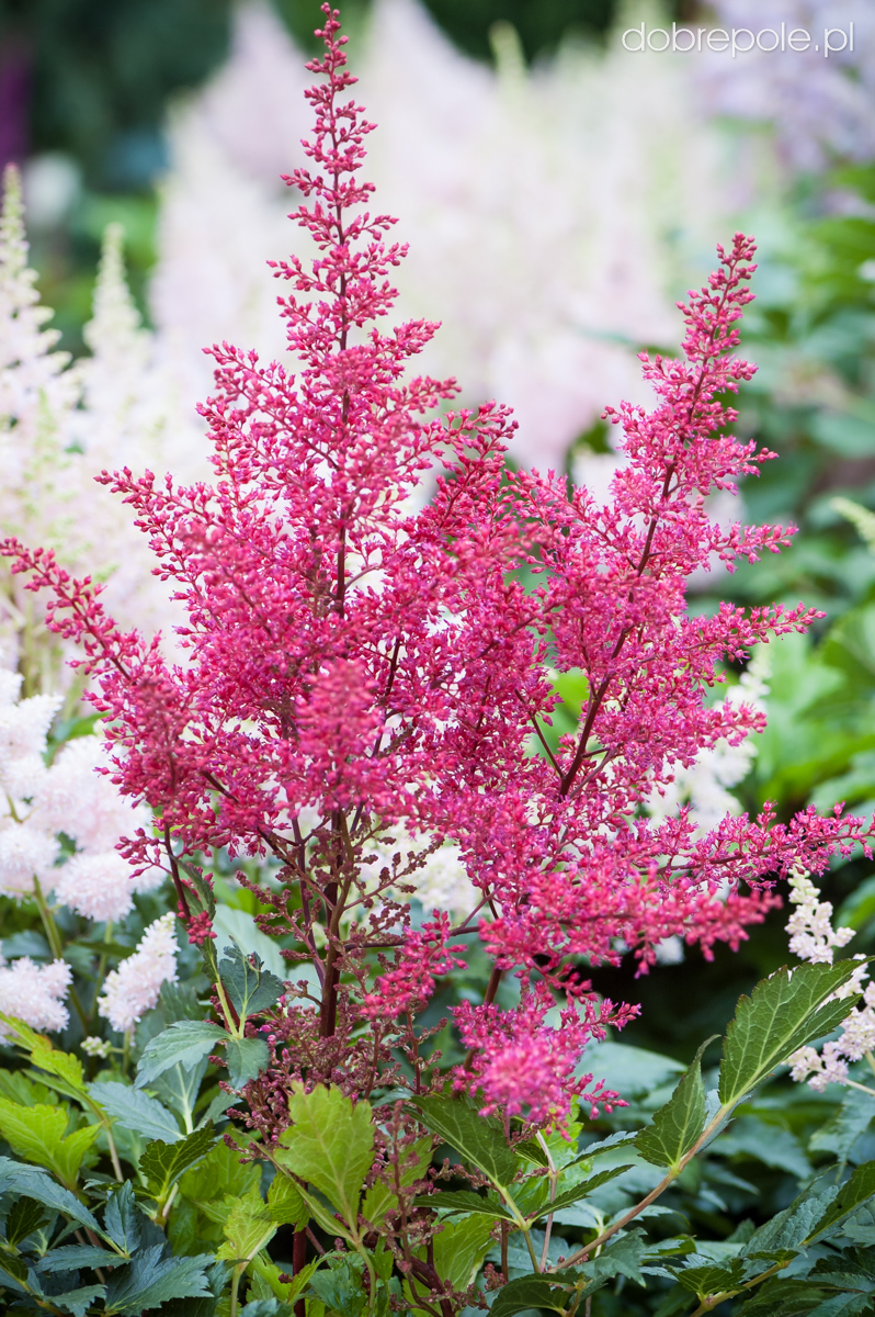 Szkółka Bylin Dobrepole Astilbe japonica "Montgomery" tawułka japońska