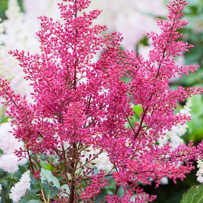 Szkółka Bylin Dobrepole Astilbe japonica "Montgomery" tawułka japońska