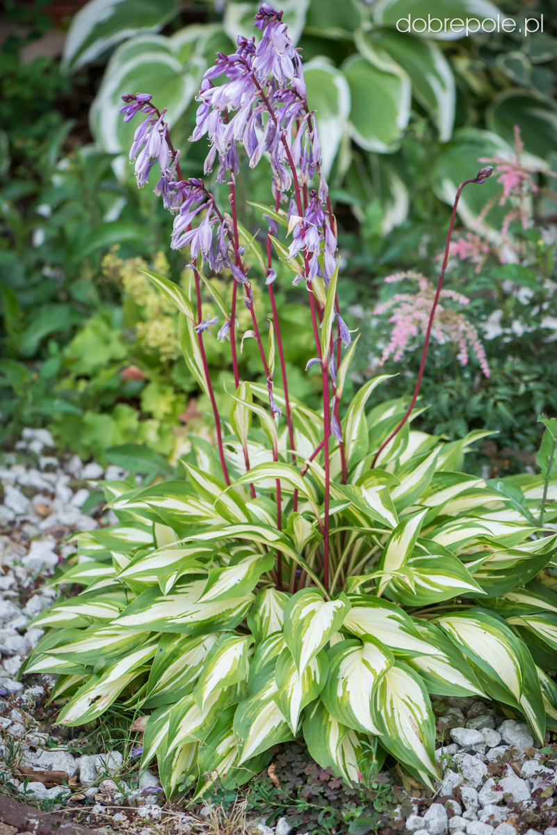 Szkółka Bylin Dobrepole Hosta "Cherry Berry" funkia ogrodowa