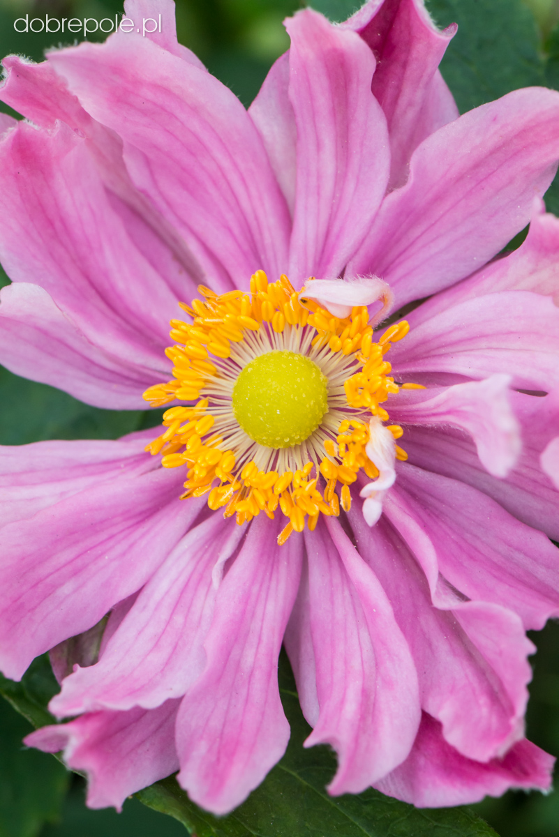 Szkółka Bylin Dobrepole - Anemone hupehensis “Pretty Lady Emily