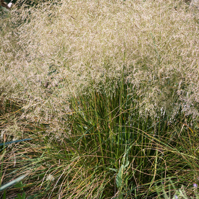 Szkółka Bylin Dobrepole Deschampsia cespitosa