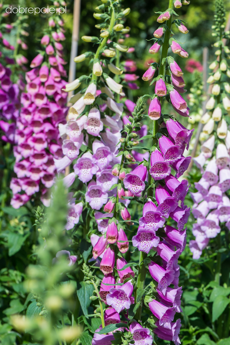 Szkółka Bylin Dobrepole Digitalis purpurea "Dalmatian Purple