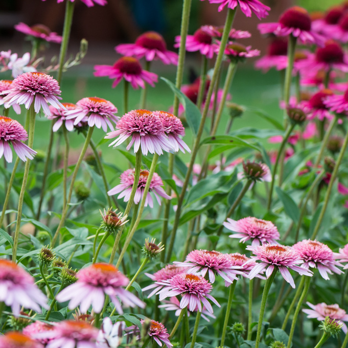Szkółka Bylin Dobrepole Echinacea "Butterfly Kisses" jeżówka