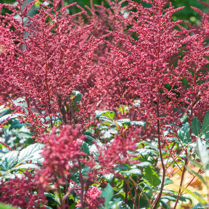 Szkółka Bylin Dobrepole Astilbe japonica "Montgomery" tawułka japońska