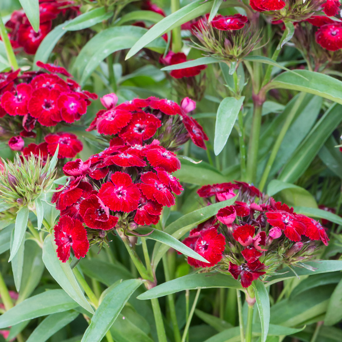 Szkółka Bylin Dobrepole - Dianthus barbatus “Dash Crimson” - goździk