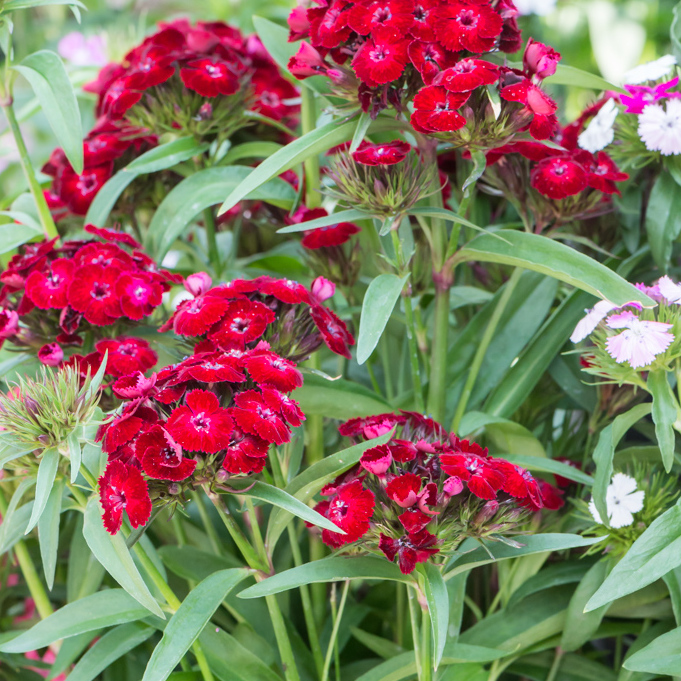 Szkółka Bylin Dobrepole - Dianthus barbatus “Dash Crimson” - goździk