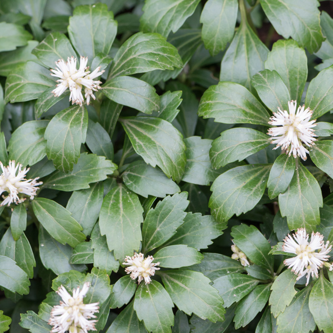 Szkółka Bylin Dobrepole Pachysandra terminalis "Green Carpet