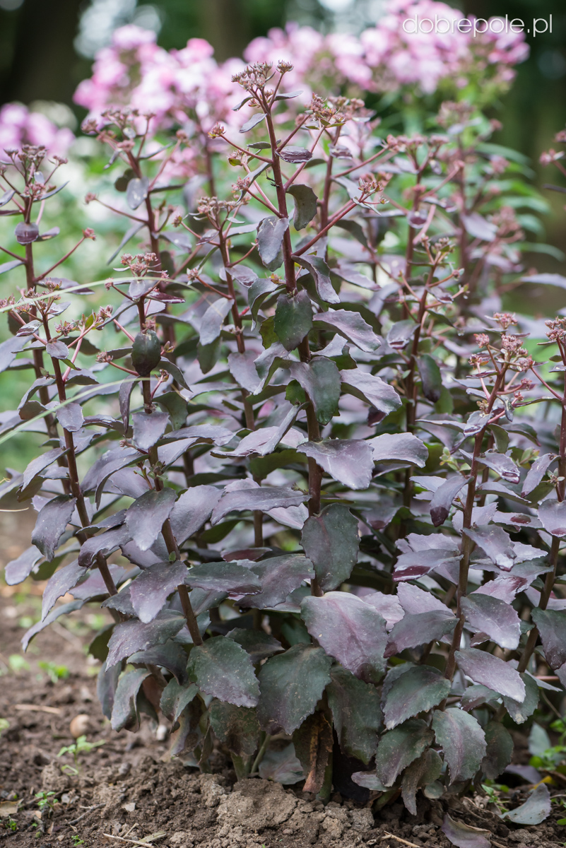 Szkółka Bylin Dobrepole Sedum telephium "Cherry Truffle" rozchodnik