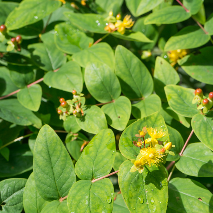 Szkółka Bylin Dobrepole Hypericum androsaemum dziurawiec barwierski