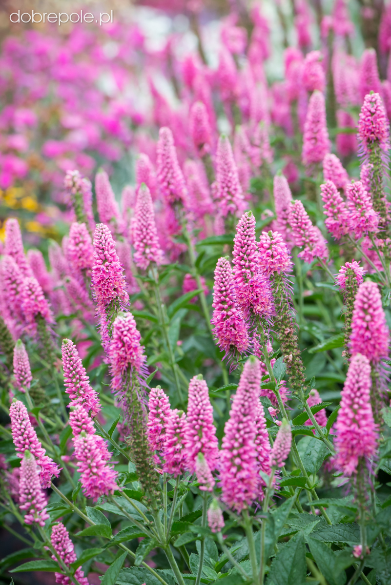 Szkółka Bylin Dobrepole Veronica spicata "First Love" przetacznik