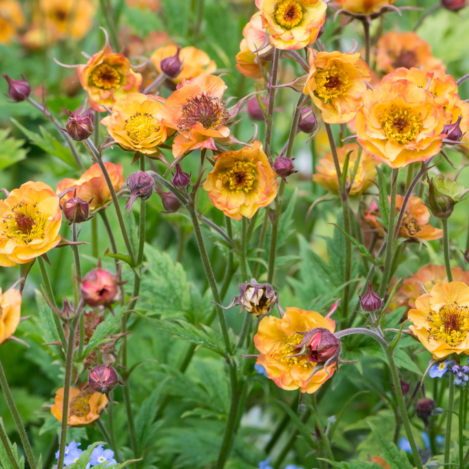 Szkółka Bylin Dobrepole - Geum “Cocktail Alabama Slammer” - kuklik