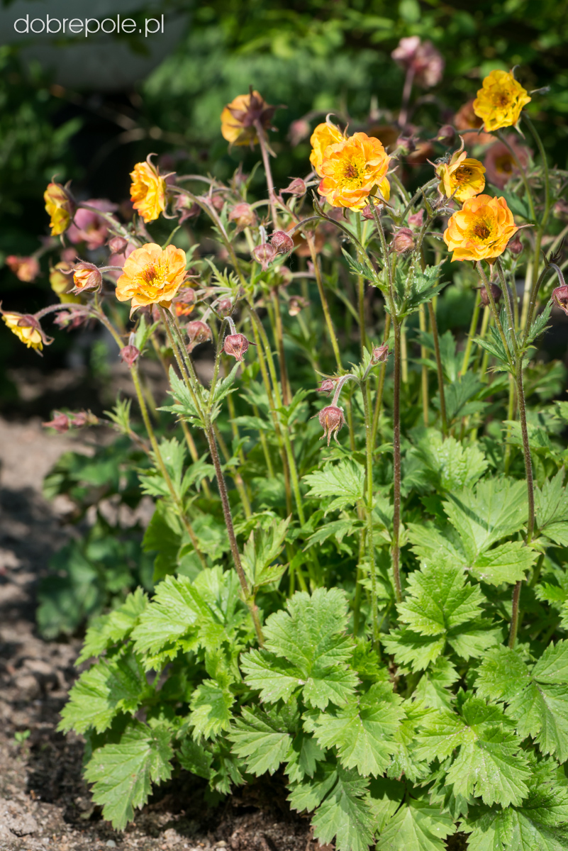 Szkółka Bylin Dobrepole Geum "Cocktail Tequila Sunrise" kuklik