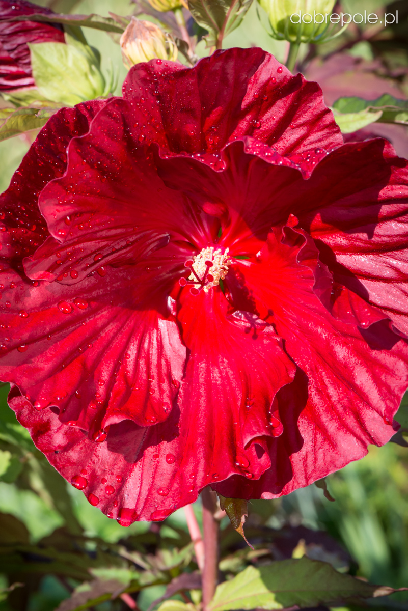 Szkółka Bylin Dobrepole Hibiscus "Cranberry Crush" ketmia