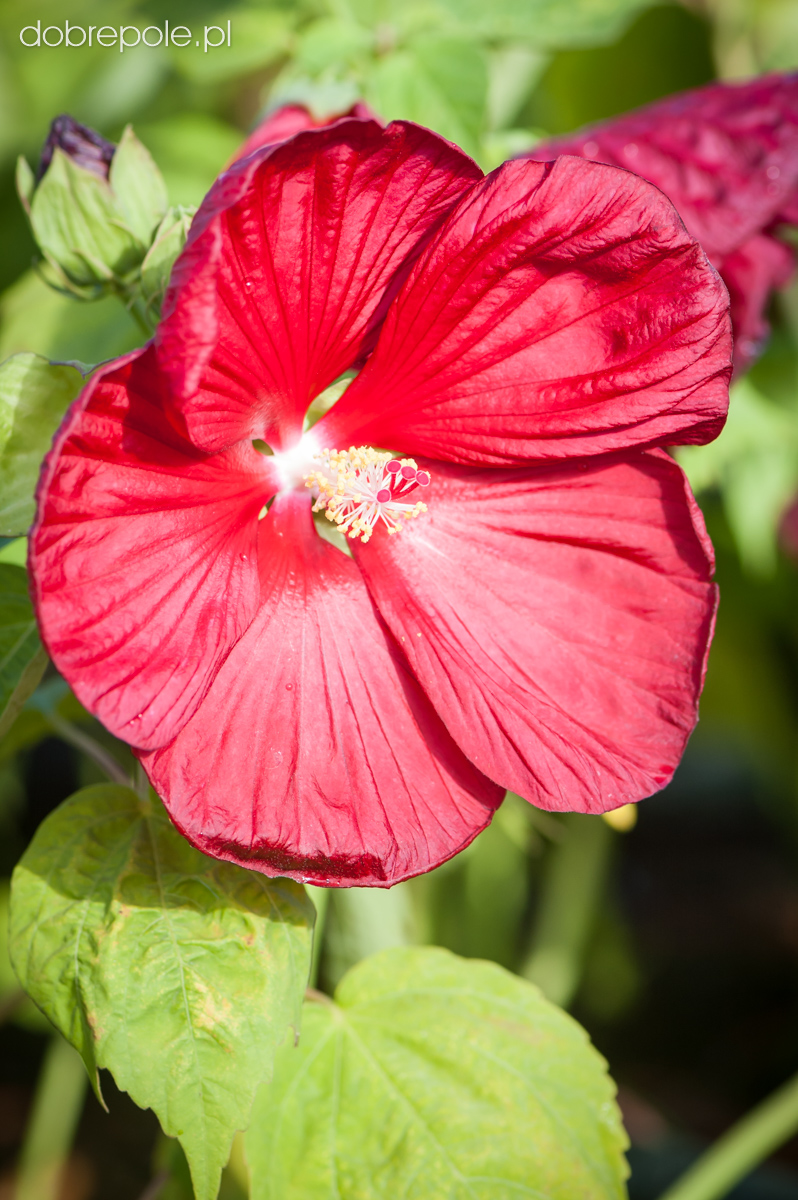 Szkółka Bylin Dobrepole - Hibiscus “Disco Belle Rosy Red” - ketmia