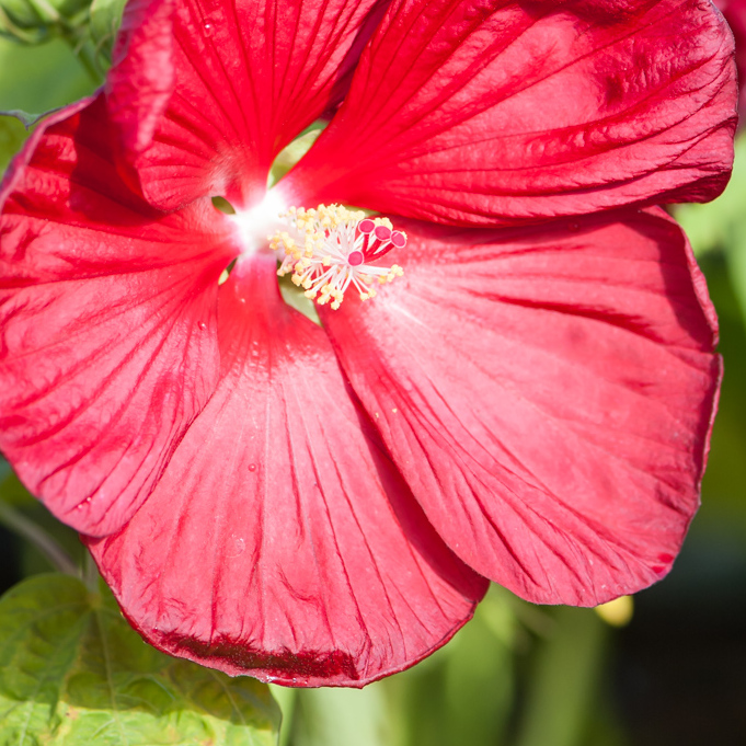 Szkółka Bylin Dobrepole - Hibiscus “Disco Belle Rosy Red” - ketmia