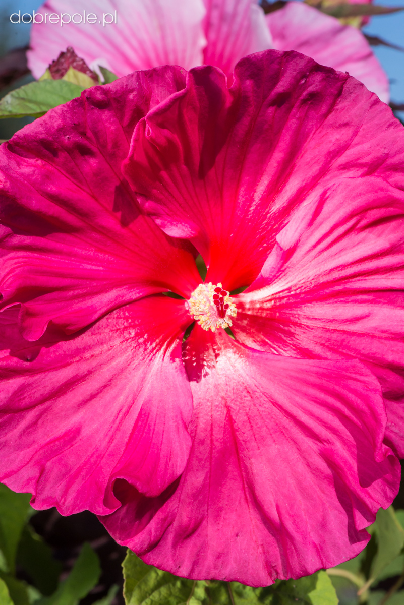 Szkółka Bylin Dobrepole Hibiscus "Jazzberry Jam" ketmia