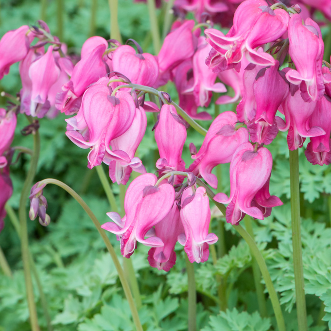 Szkółka Bylin Dobrepole Dicentra "King of Hearts" serduszka