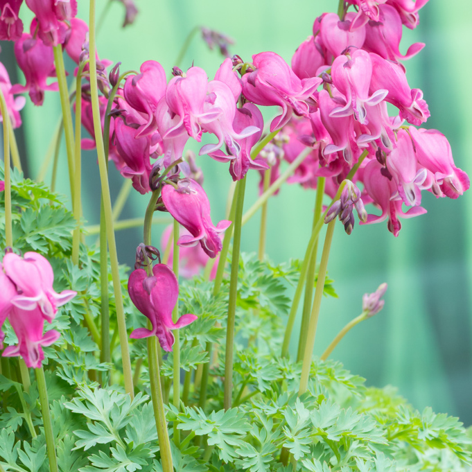 Szkółka Bylin Dobrepole Dicentra "King of Hearts" serduszka