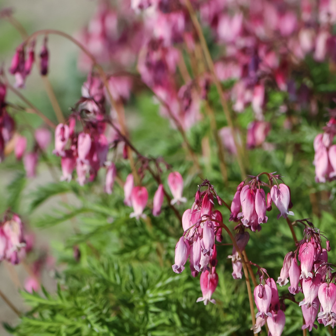 Szkółka Bylin Dobrepole Dicentra eximia serduszka wspaniała
