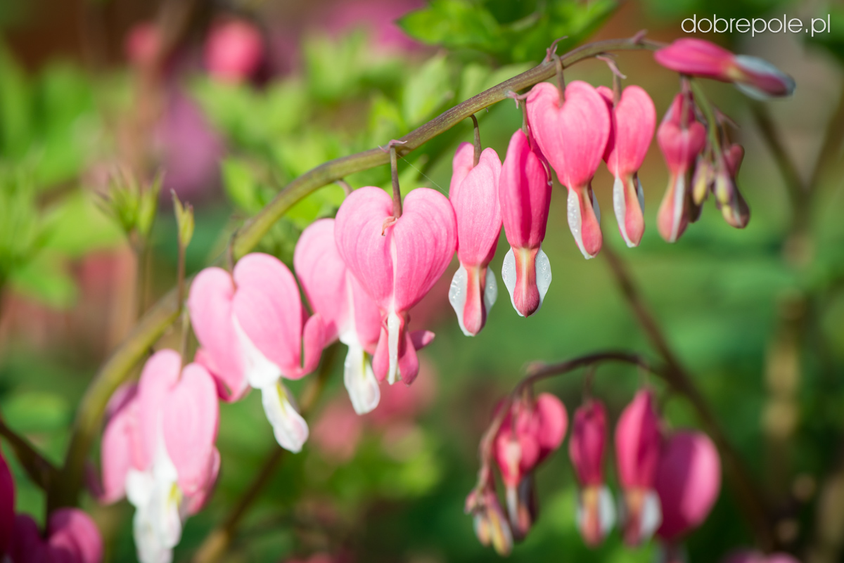 Szkółka Bylin Dobrepole Dicentra spectabilis serduszka okazała