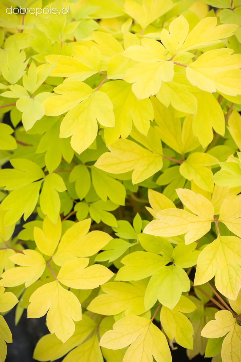 Szkółka Bylin Dobrepole Dicentra spectabilis "White Gold" serduszka