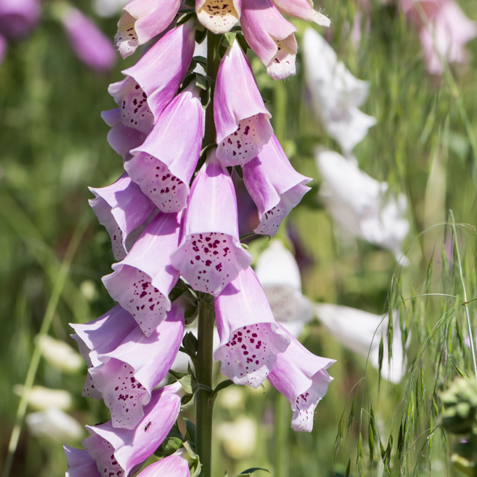Szkółka Bylin Dobrepole Digitalis purpurea "Dalmatian Rose