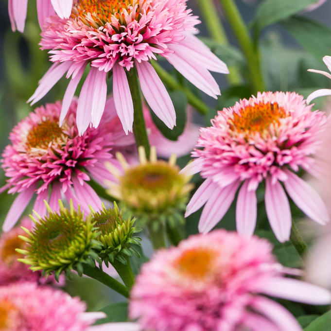 Szkółka Bylin Dobrepole Echinacea "Butterfly Kisses" jeżówka