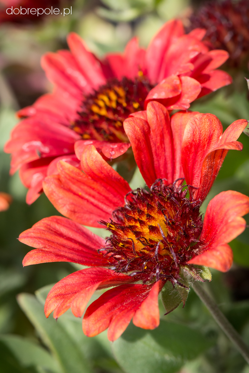 Szkółka Bylin Dobrepole Gaillardia aristata "Barbican Red