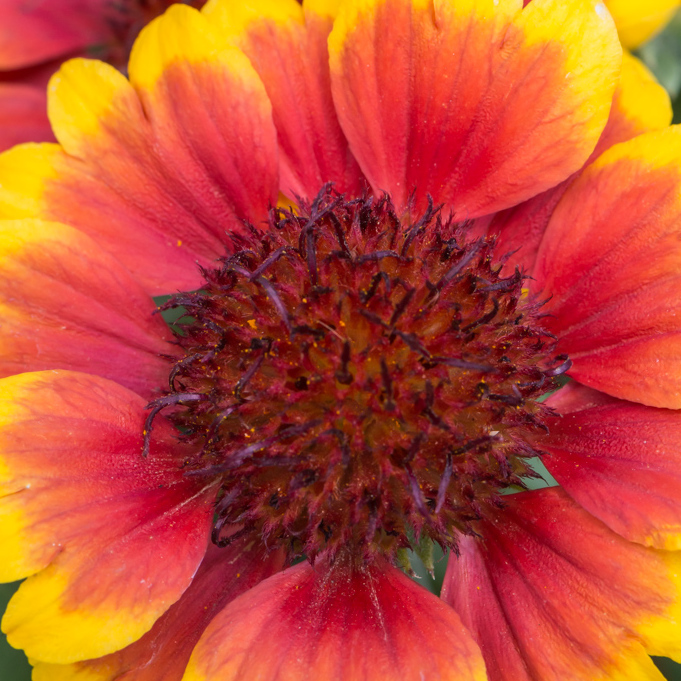 Szkółka Bylin Dobrepole Gaillardia aristata "Barbican Yellow Red Ring