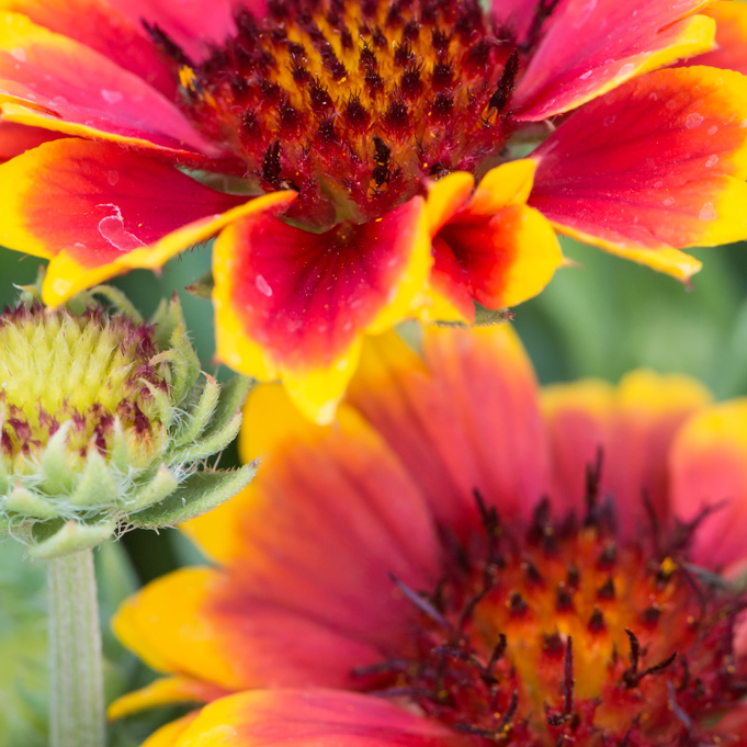 Szkółka Bylin Dobrepole Gaillardia aristata "Barbican Yellow Red Ring